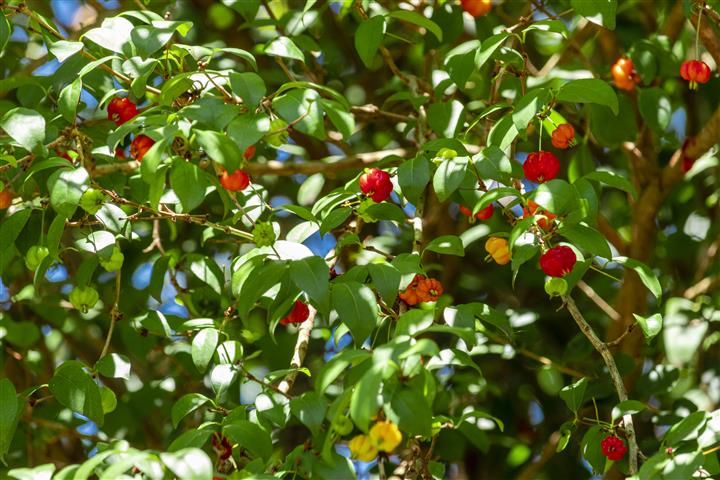 Pitanga (eugenia uniflora) is the fruit of pitangueira, dicotyledonous of the family of mirtaceae. It has the shape of globose fleshy balls, red, orange, yellow or black
